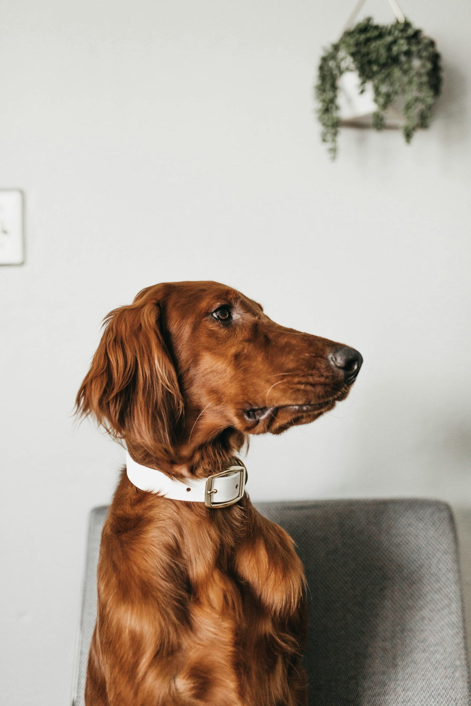 The world's most elegant smart collar.